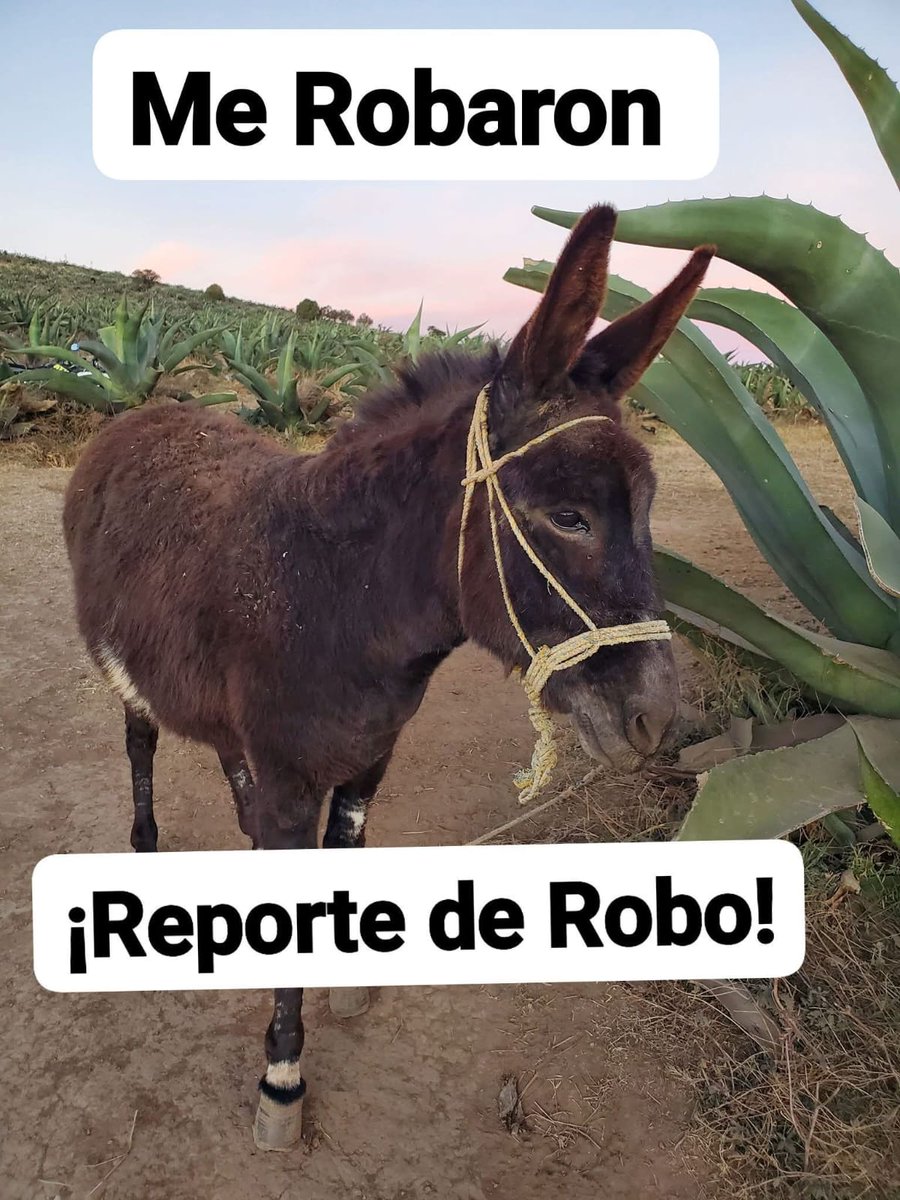 Burrolandia_mx's tweet photo. AYUDEMOS A QUE CANELA Y PRIETA REGRESEN A CASA CON SUS DUEÑOS⚠️⚠️⚠️

Nos piden ayuda para encontrar a estas dos pequeñas que fueron robadas en una parcela, se encontraban en las magueyeras en la comunidad de Jalapilla municipio de Singuilucan. Hgo. https://t.co/iYW92MQ0mF