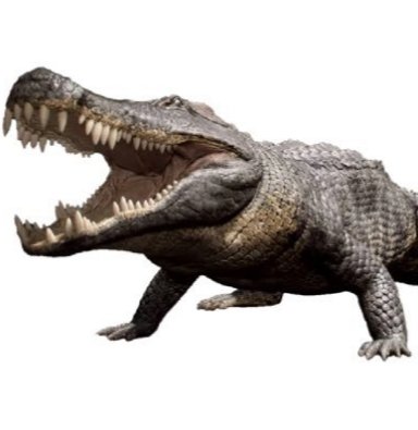 croc i like                                    croc that like me