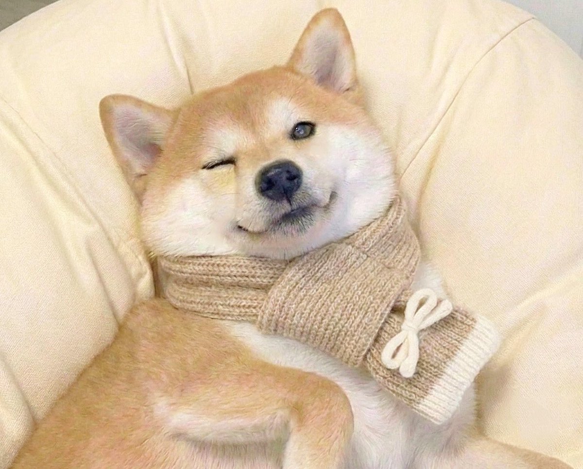 柴犬·͜·♡もも (@momonosekaiii) / Posts / X