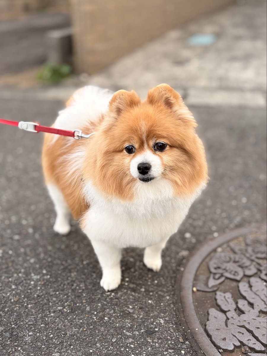 なぜか夕方のお散歩は歩かない。

#悲しげなお顔
#ポメラニアン
#犬のいる暮らし
#犬好きさんと繋がりたい