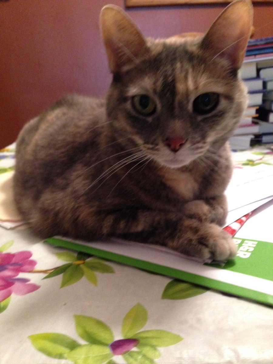 💔🐱💔🐾💔 tweet media