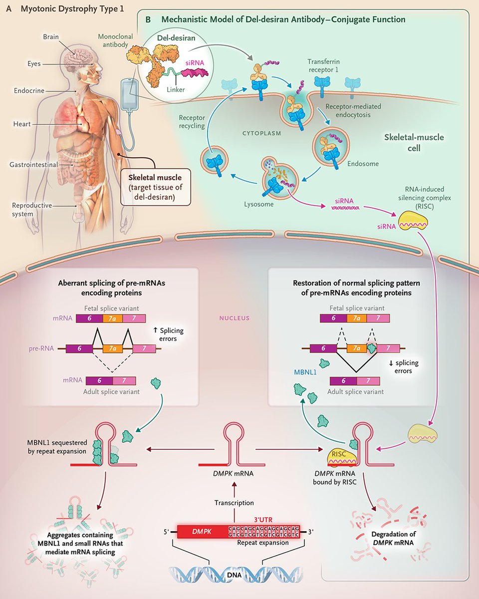 NEJM's tweet image. Laura P.W. Ranum, PhD, describes the scientific foundations of a clinical trial of an antibody–oligonucleotide conjugate to treat persons with myotonic dystrophy type 1.  

Read the editorial “A Trial of an Antibody–Oligonucleotide Conjugate,” from @UFMedicine, @UFMBI,
