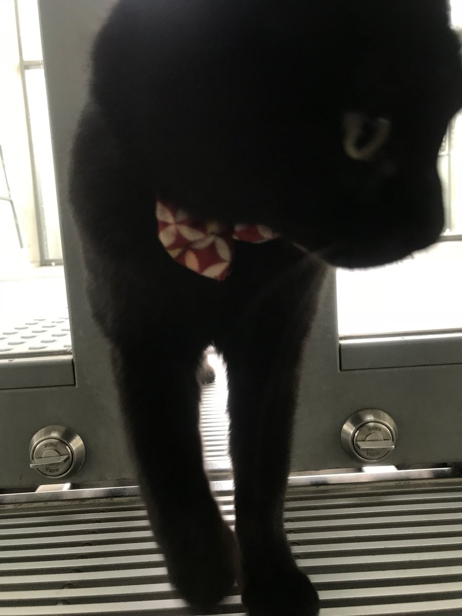 時をかける猫ニャ573 