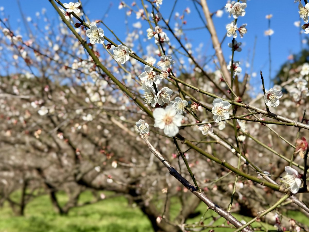 おはようございもす！昨日訪れた朝日梅園さんの梅の花は、ピークは過ぎ