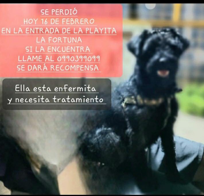 #PERDIDA #SALITRE(URBINA JADO)
Nombre: #NEGRITA
Fecha: 16/02/26
Sector: Centro, Vía Salitre A Vernaza. En la entrada de la "Playa la Fortuna"
Sexo: Hembra
Raza: Schnauzer
Obsv.: Cola larga, peluda, color negro, necesita cuidados médicos
Contacto: 0990277840
#AlertaMePerdí