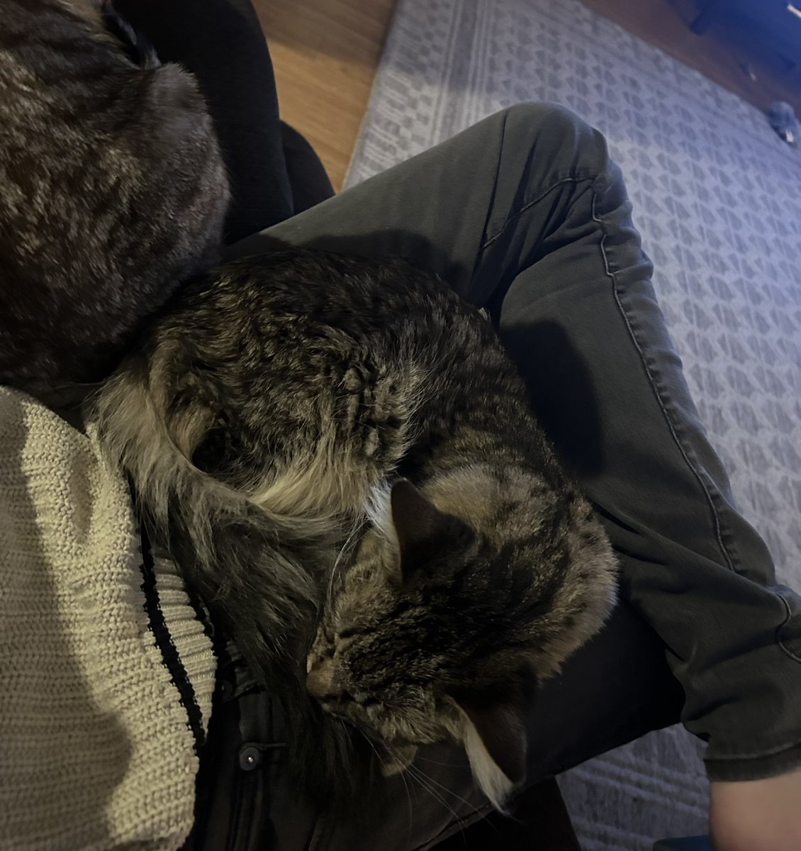 Collectionverse's tweet image. 