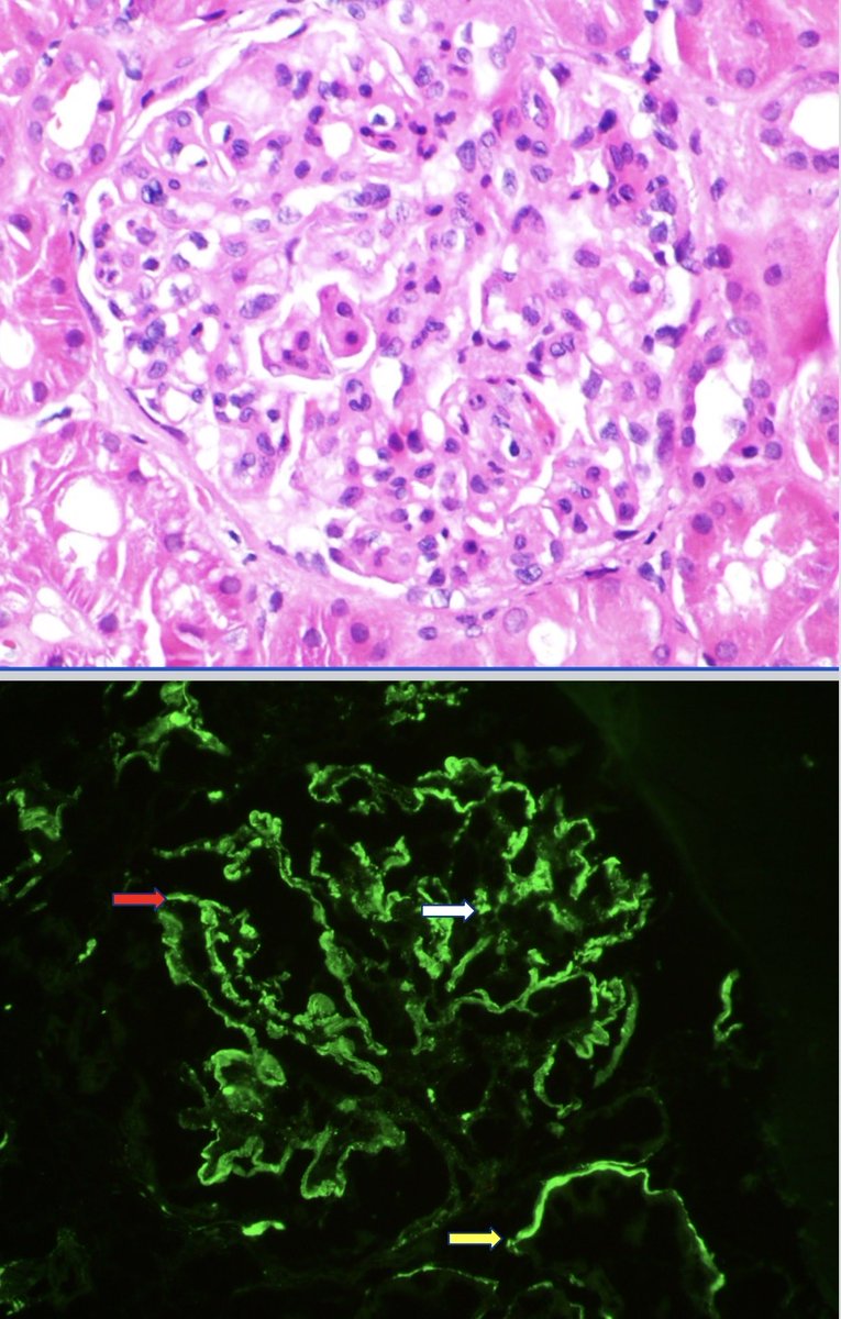 Priya Alexander, MD tweet media