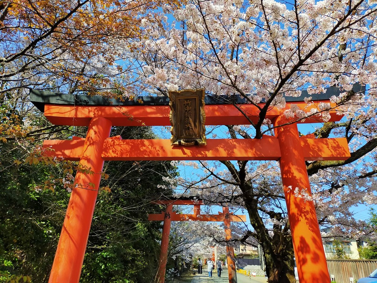 旅先での写真 tweet media