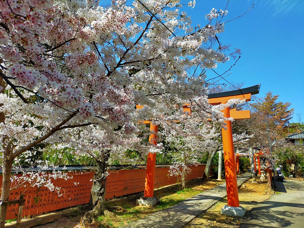 旅先での写真 tweet media