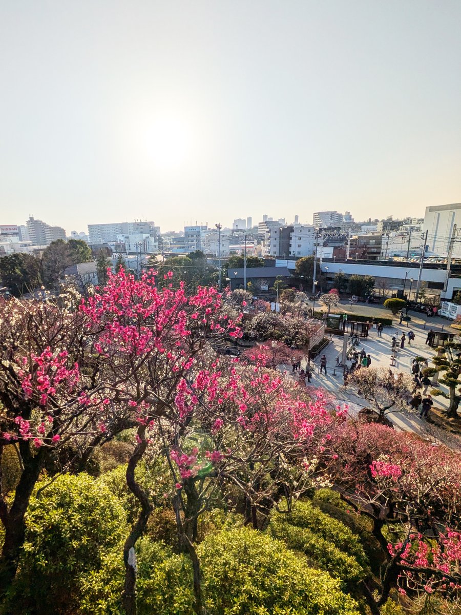 池上日和【池商連主催のマルシェ】 tweet media