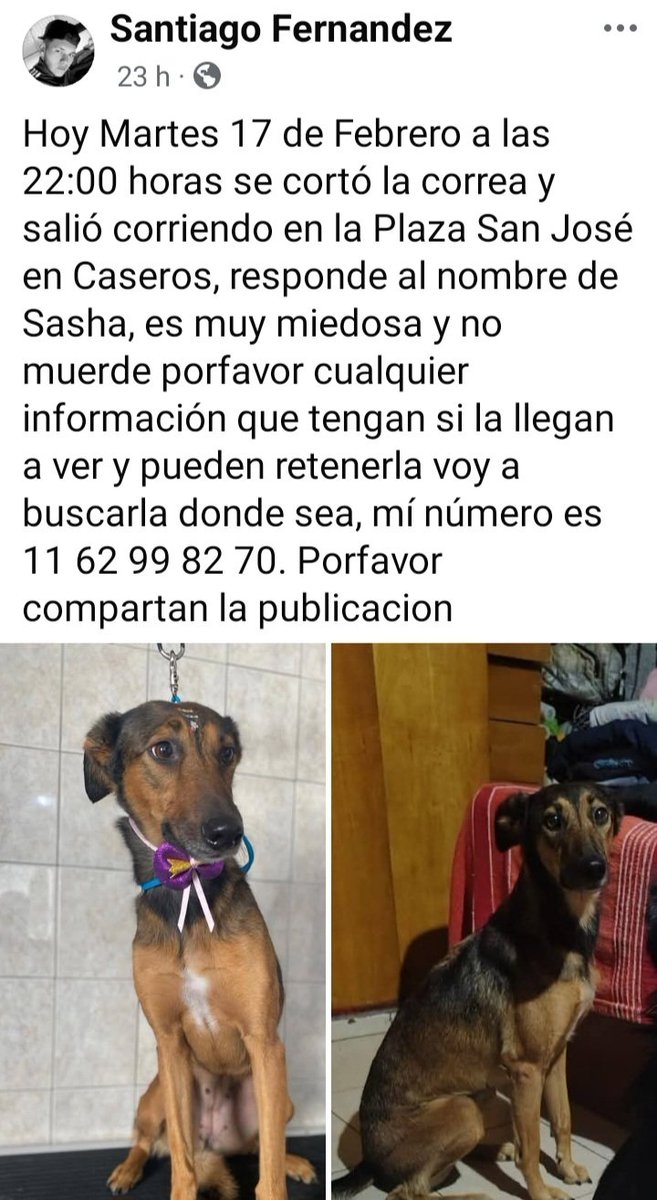 SASHA SE PERDIÓ EN PALOMAR💔🥺🙏🙏🙏🙏si la ven retener y llamar a su familia👇👇👇👇👇
facebook.com/share/p/1G2a9s…