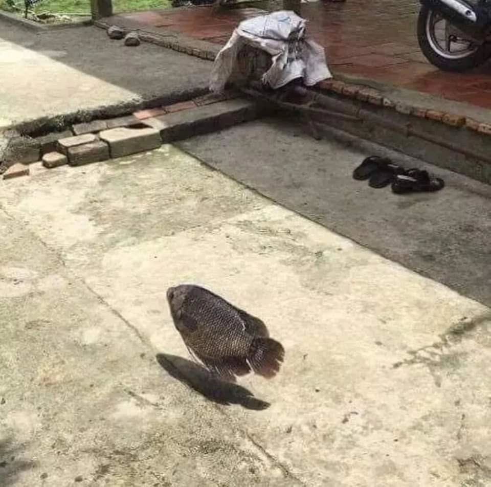 kindfishfriend's tweet image. This will happen soon