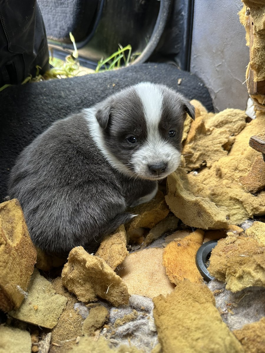 Mike Ryan tweet media