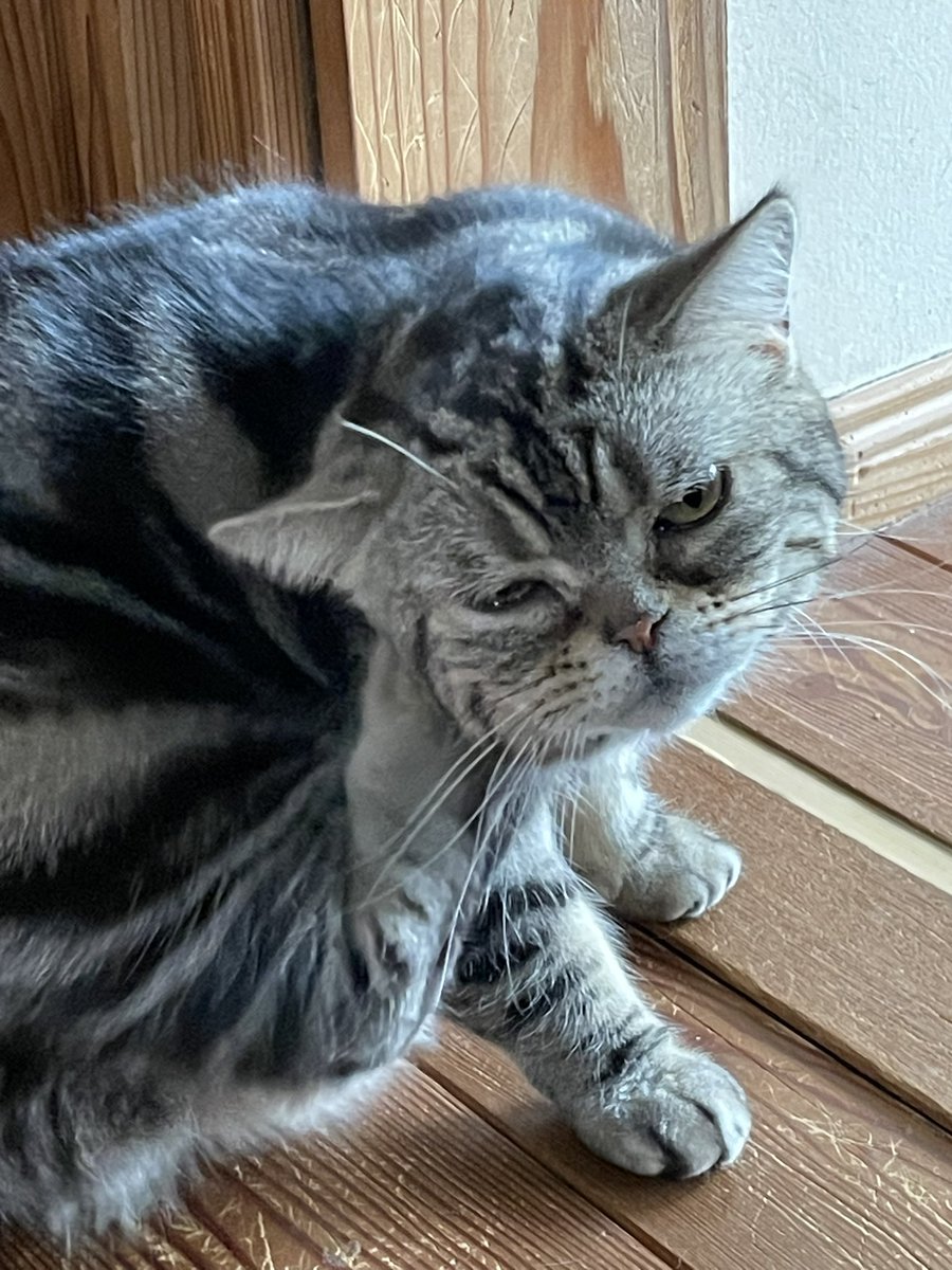 久々に決定的瞬間が撮れた #猫のいる生活