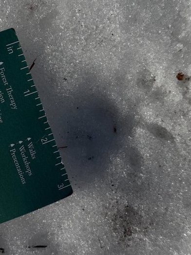 Daggerlad tweet media