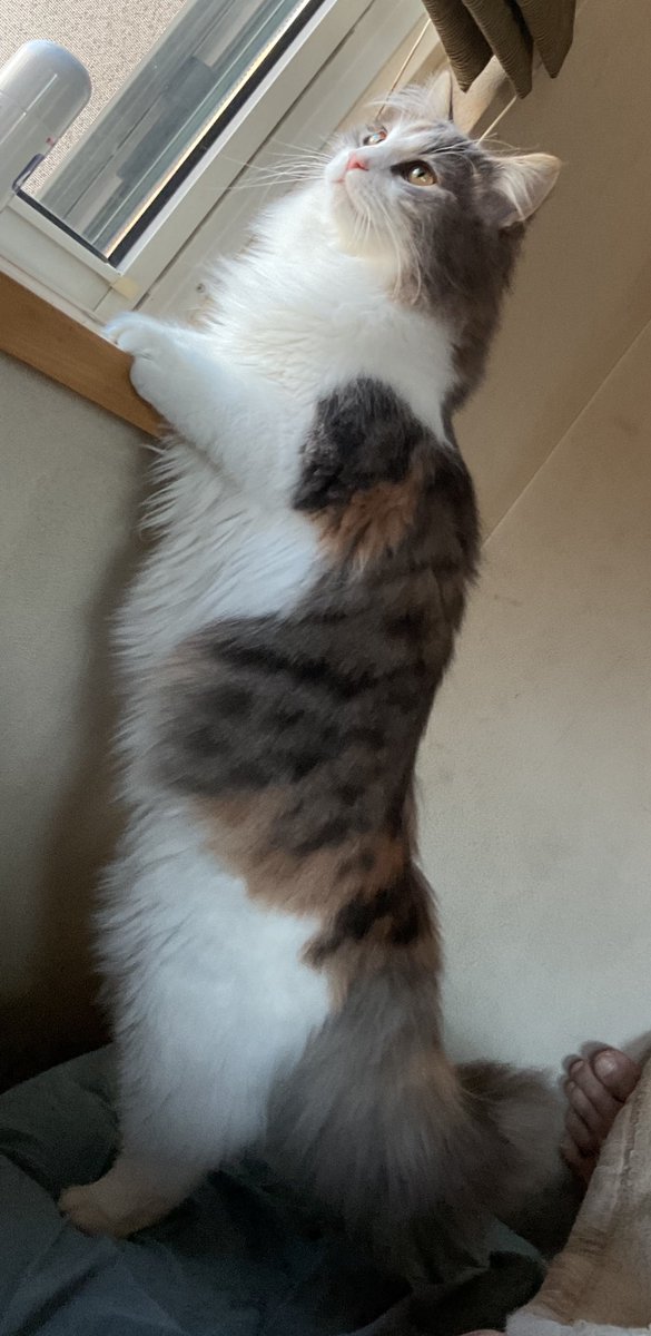 omission2025's tweet photo. 朝ごはんまだ？🐈‍⬛　#ノルウェージャンフォレストキャット https://t.co/OPEDIg0PMs