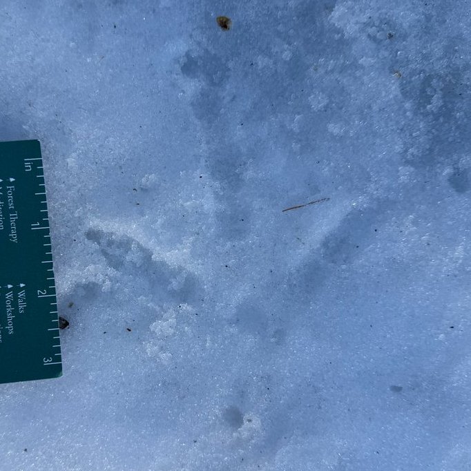 Daggerlad tweet media