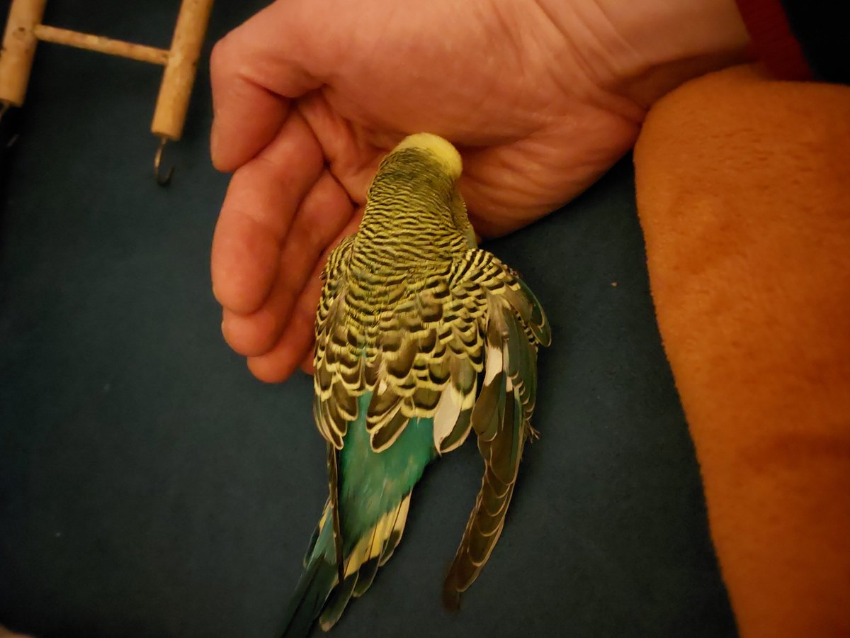 DerPranger tweet media