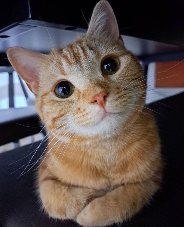 You have 24 hours to say hi to Walt