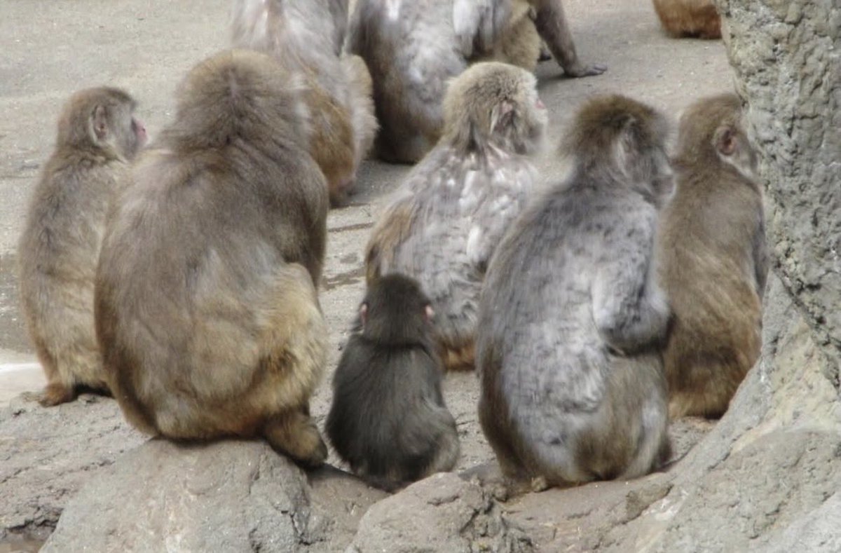 Panchi has friends. The world is healing ❤️‍🩹

Yes, I am crying and you are crying too!! 😭 #Panchi