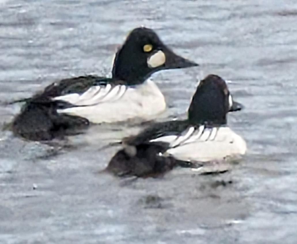 Pennstar farms tweet media