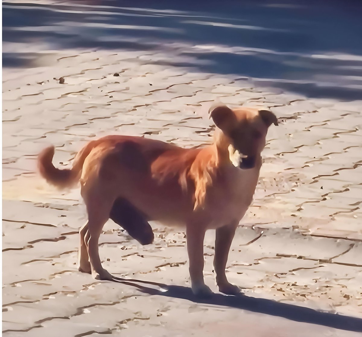 Yo si fuera un Therian