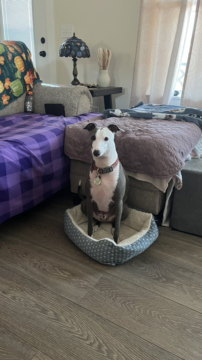 LindaFay 🐈🦮 tweet media