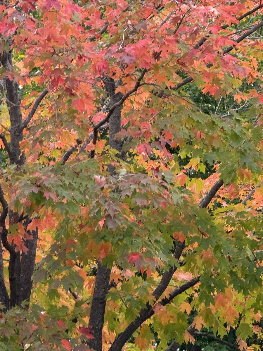 Retyred4good's tweet image. Theme - Leaf…🍁🍂☘️

Every leaf whispers the same truth: change is beautiful..
Qp/Share🍂🌿🍁
#Leaf