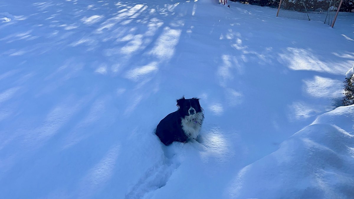 Angie Harmon tweet media