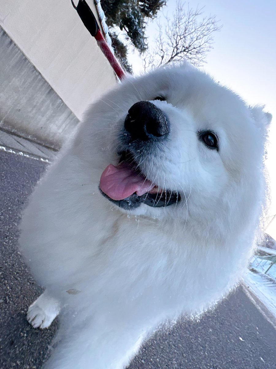 RT @samoyedsunny: あなたのタイムラインをもふもふが通ります💭💭💭