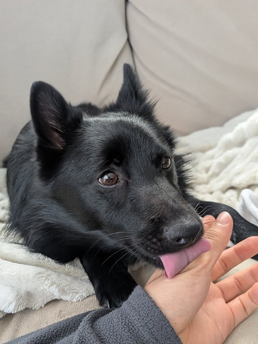 グーイ・スキッパーキ tweet media