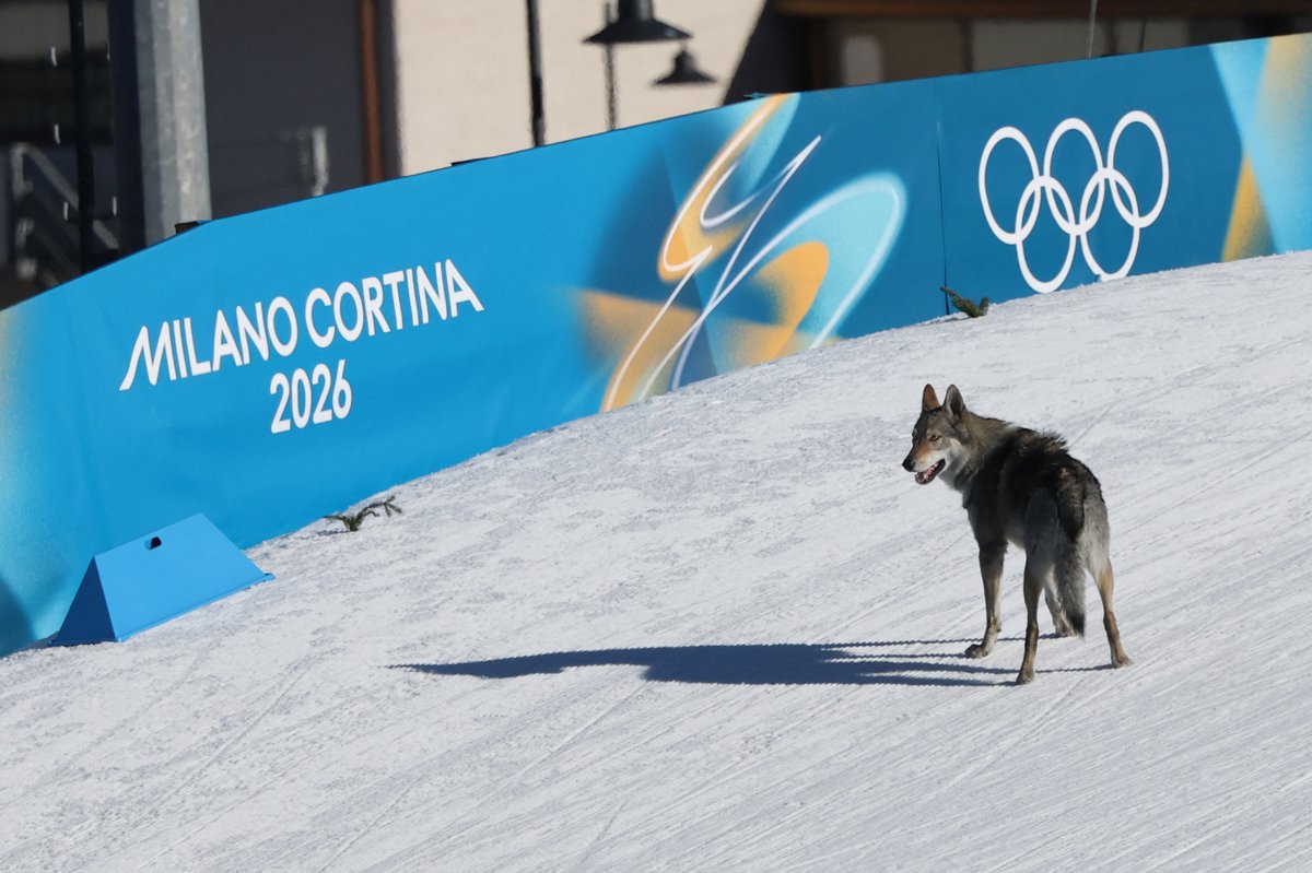 Nada melhor do que quando o c̶a̶r̶a̶m̶e̶l̶o̶ invade o campo. Não, pera. 🐕😂

📸 Anne-Christine Poujoulat/Getty Images

#InvernoTimeBrasil #MilanoCortina2026