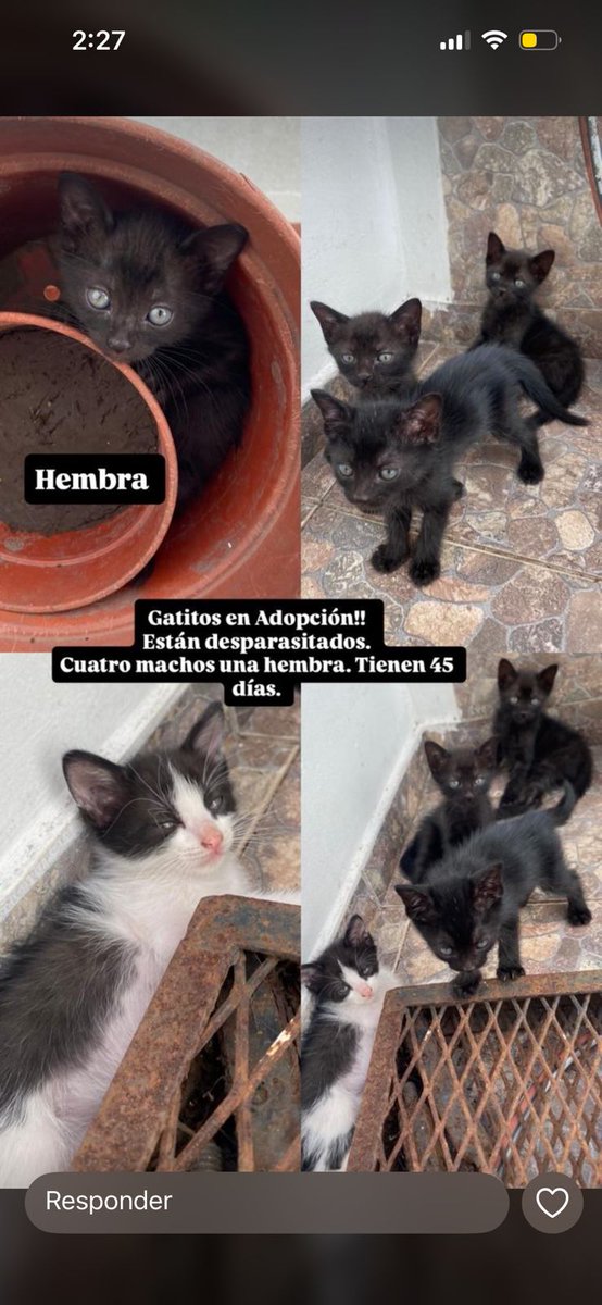 Zona Avellaneda .
Gatitos de 45 días en adopción . Cuatro machitos y una hembra