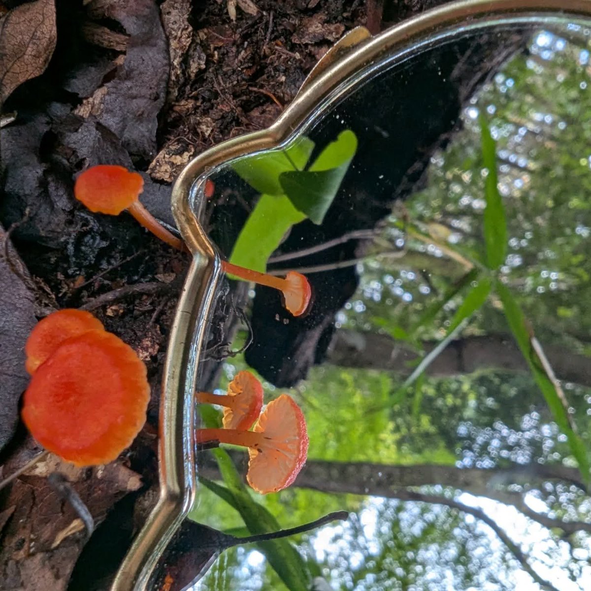 もっちー🍄🌿 (@mottii1965) / Posts / X