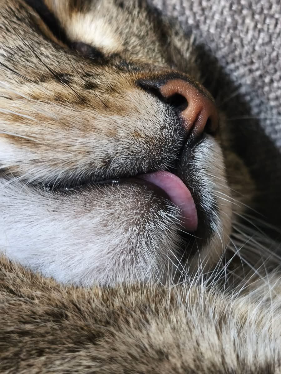 juju13_09's tweet photo. 😊🐈‍⬛ https://t.co/z8aNdCpeRm