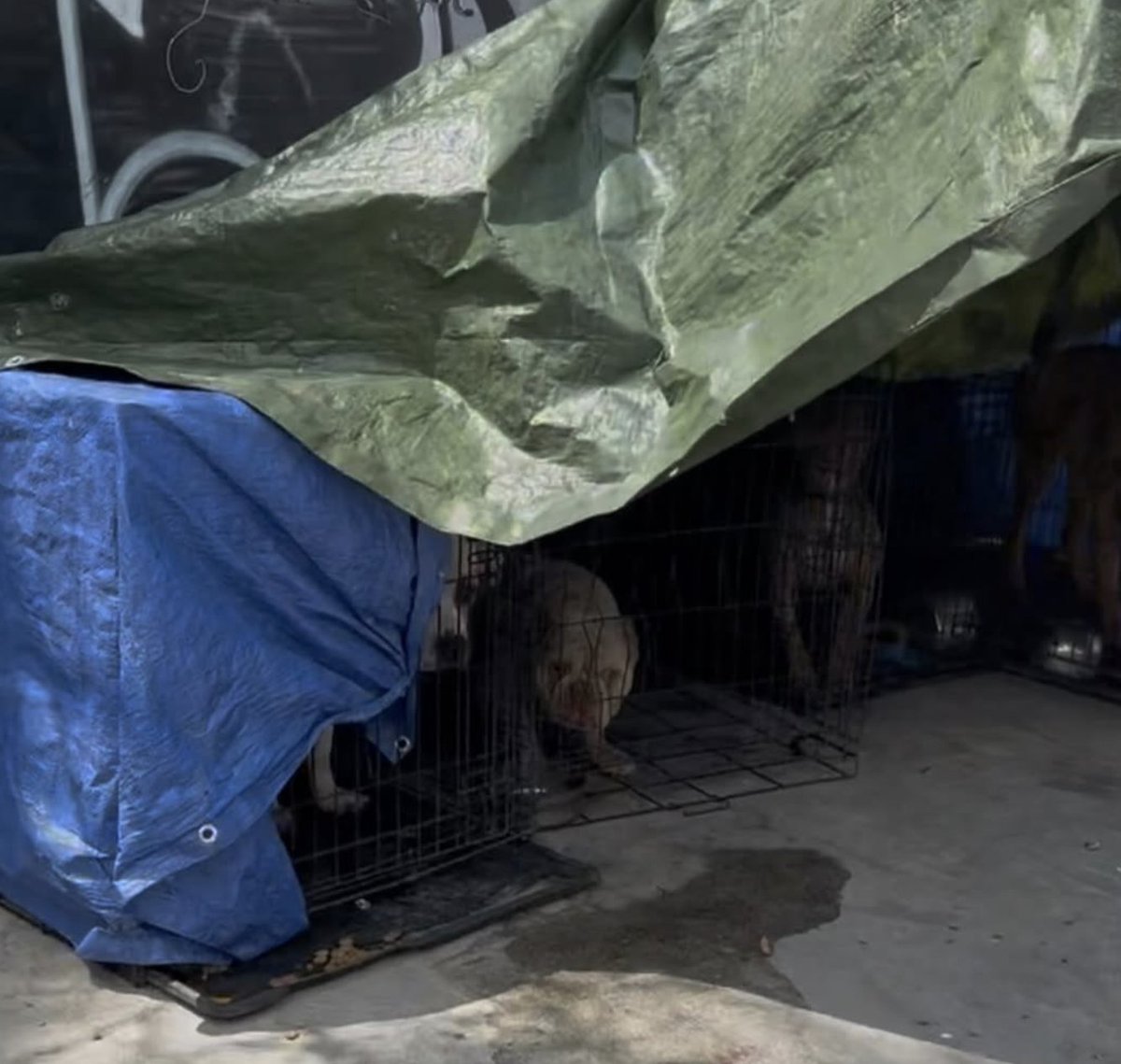 The first picture is a group of dogs on Skid Row living in feces in cages from 3 years ago. The second picture is a different group of dogs on Skid Row in the SAME spot 3 years later. Who is the owner for all? A 7-time convicted felon with ties to dog fighting.