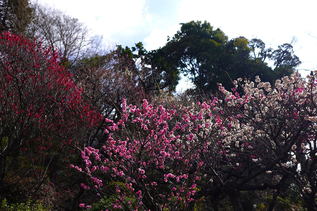 chan_foo1224's tweet photo. 2026.02.18
池上梅園

メジロ
ヒヨドリ https://t.co/tdfMWANs1N