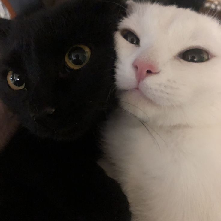 Cats all the way (@nekocatts) on Twitter photo 