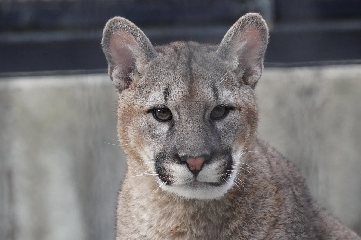 おはようございます❣
＃ツィー　
＃ピューマ　
＃盛岡市動物公園ZOOMO