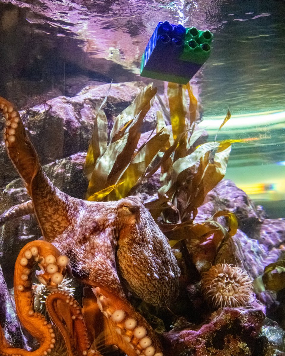 SeattleAquarium's tweet photo. Enrichment items like puzzle feeders—when food is placed inside a puzzle and the animal figures out how to retrieve it—allow animals to satisfy their behavioral needs, optimize their level of mental stimulation and create a rich, variable environment. 🧩
#OctopusWeek https://t.co/Qznf7JpFfx