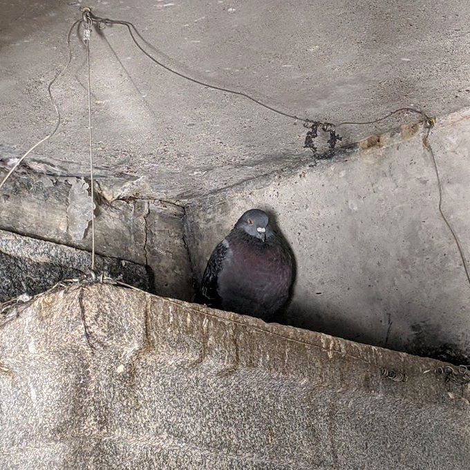 a_london_pigeon's tweet image. Is this a sea-cave in a towering cliff? Hardly.
Is this cave -inspired architecture? Maybe.
In any case the pigeon seems grounded, cozy, and secure. 
📷  jimm @jim_jam666 #October2020