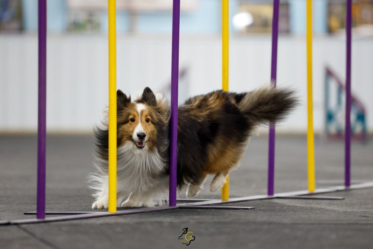 Sammy the Sheltie tweet media