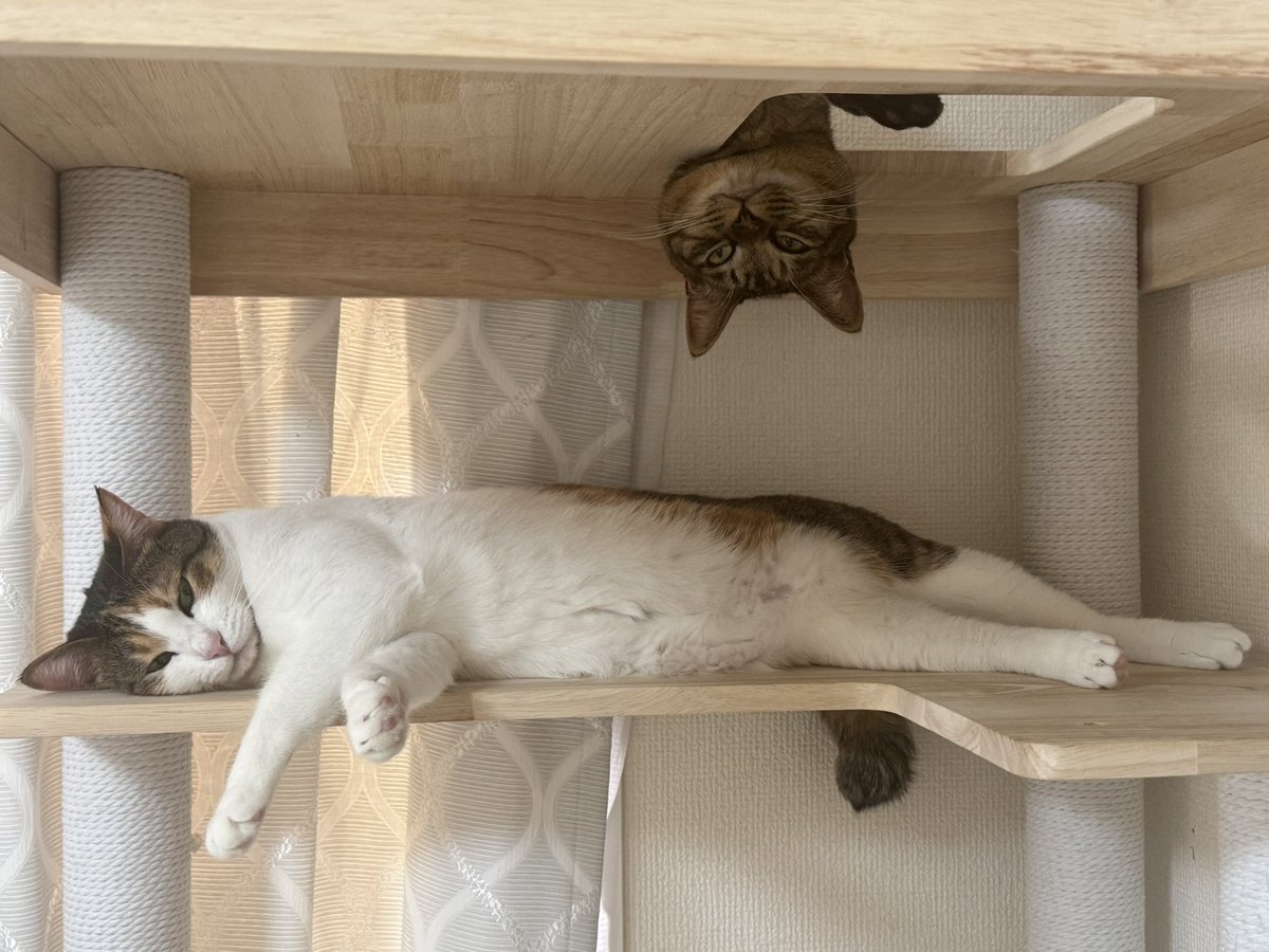 Post by 石田綾音💤 on X: ネコ、ながーい