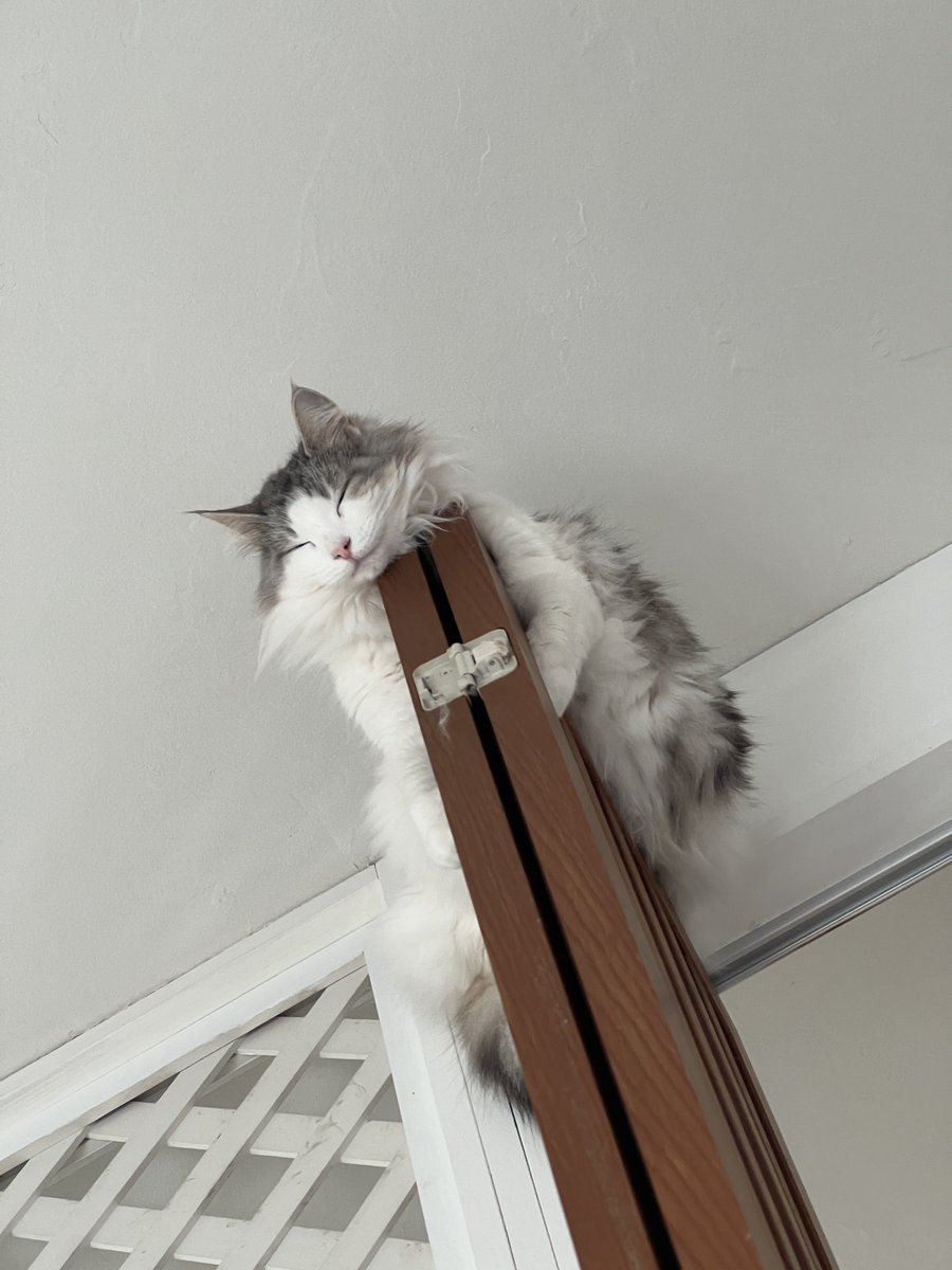 那須の森猫RIEN（ノルウェージャンフォレストキャットブリーダー） tweet media