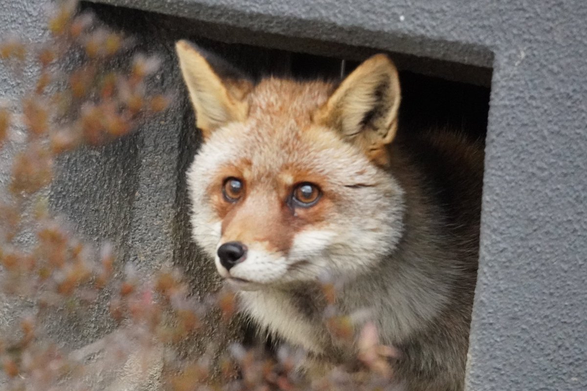 ピンぼけですがヒデキ　
2026.2.15
＃ヒデキ
＃ホンドギツネ　
＃盛岡市動物公園ZOOMO