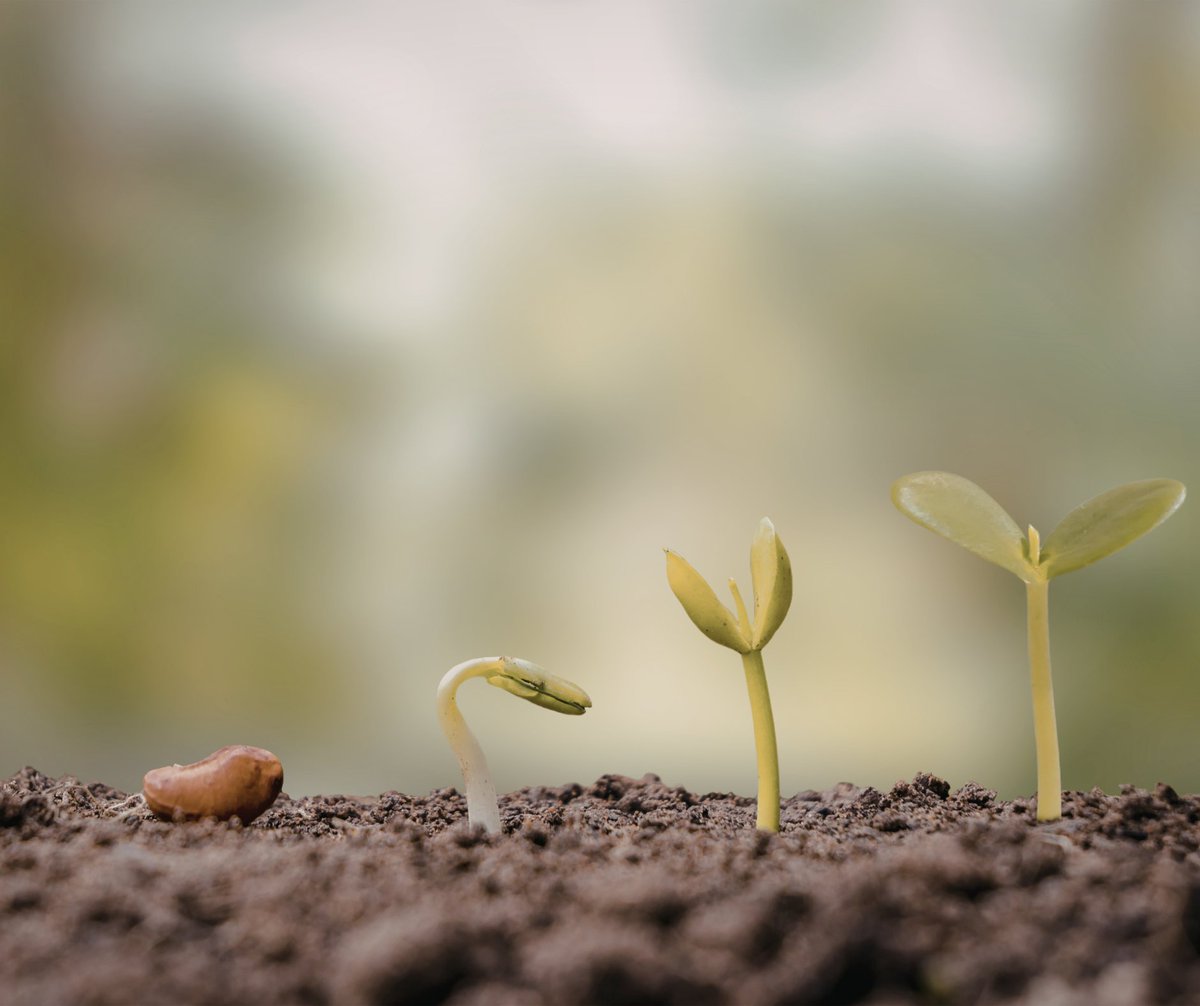 Growers Choice Seeds tweet media