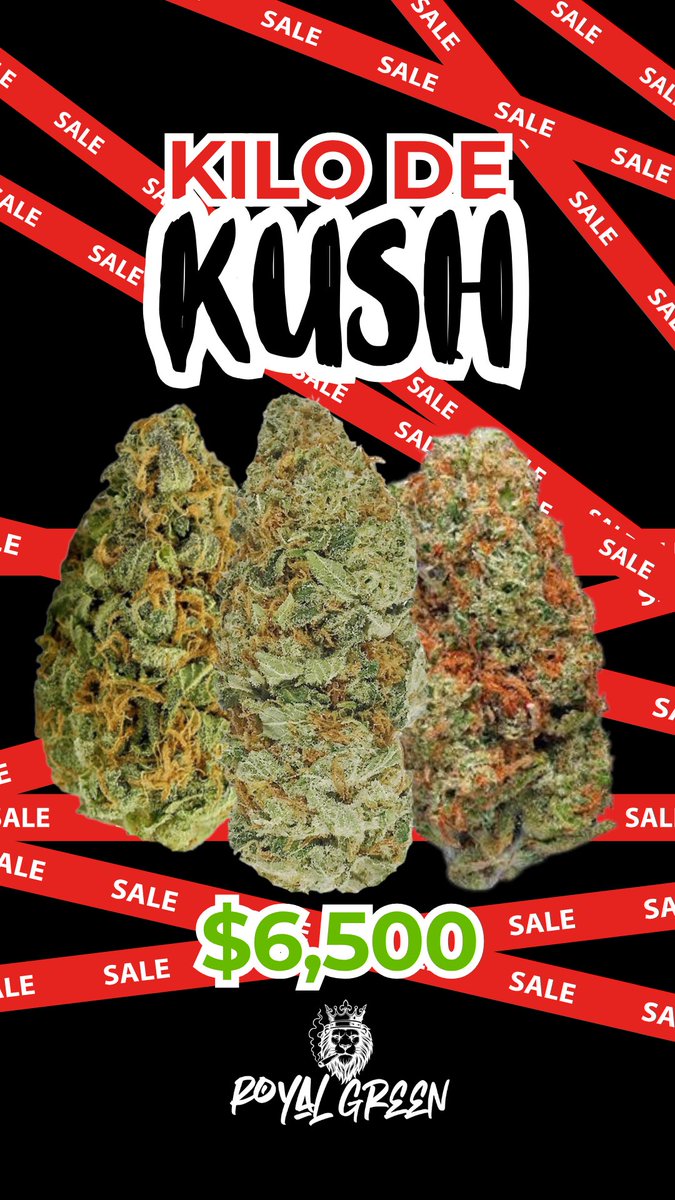 RoyalGreenMx's tweet photo. Atención mayoristas, tendremos el kilo de kush en $6500, surtanse con la mera crema, entregas express sin esperas, pagas y te enviamos tu merca 🦁 #mota #cannabis #weed #kilos #mayoreo #porros #prerolls https://t.co/qXc3nKNQel