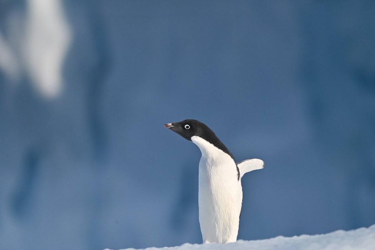 MarkofDartmoor's tweet photo. Adelie supermodel #RossSea @wanderlustmag https://t.co/WiwVq1O8Uw