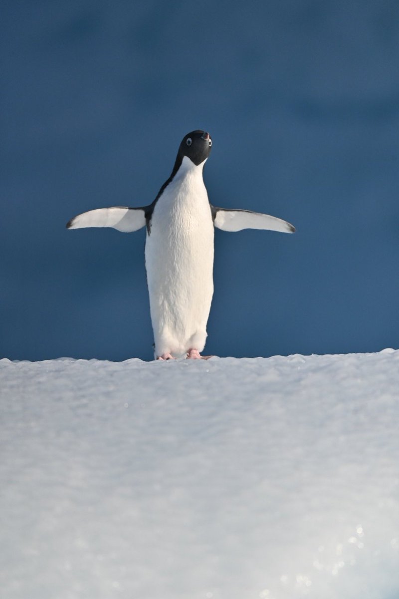 MarkofDartmoor's tweet photo. Adelie supermodel #RossSea @wanderlustmag https://t.co/WiwVq1O8Uw
