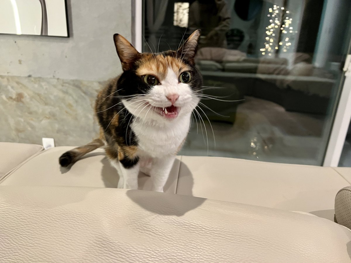 HOMEALONe_ksk's tweet photo. 猫と暮らして10年以上経つが毎日
「こんなに可愛いなんて聞いてない」
てなってる
今日もそれ https://t.co/SF7HUlhTuy